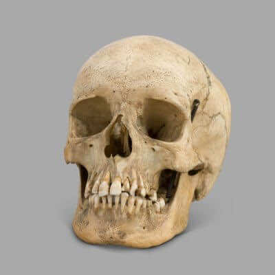 Anatomical Skull, Early XXth C.