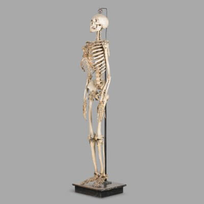 Anatomical Human Skeleton for Medical Study, c. 1850