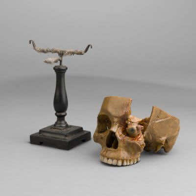 Anatomical Wax Model of Skull and Eye, between 1880 and 1900