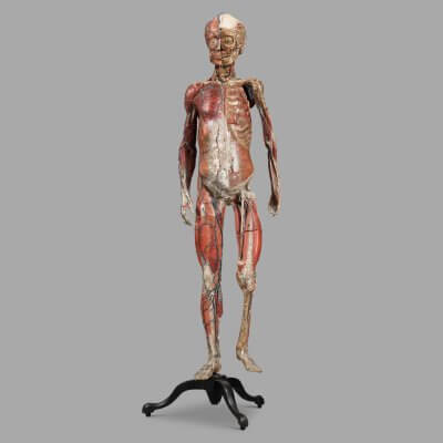 Petit modèle anatomique du Dr Auzoux, c.1880. Complet.
