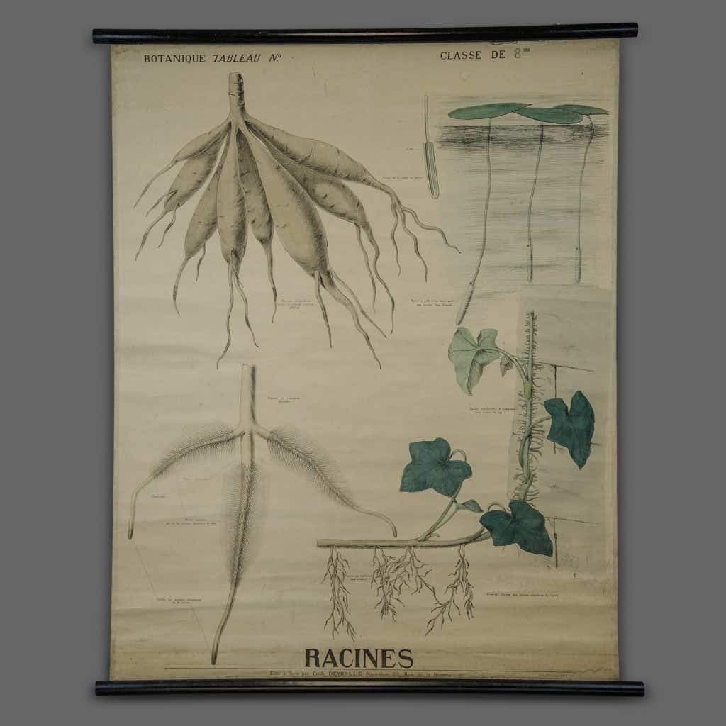 Botany Chart from Maison Deyrolle, End of XIXth Century