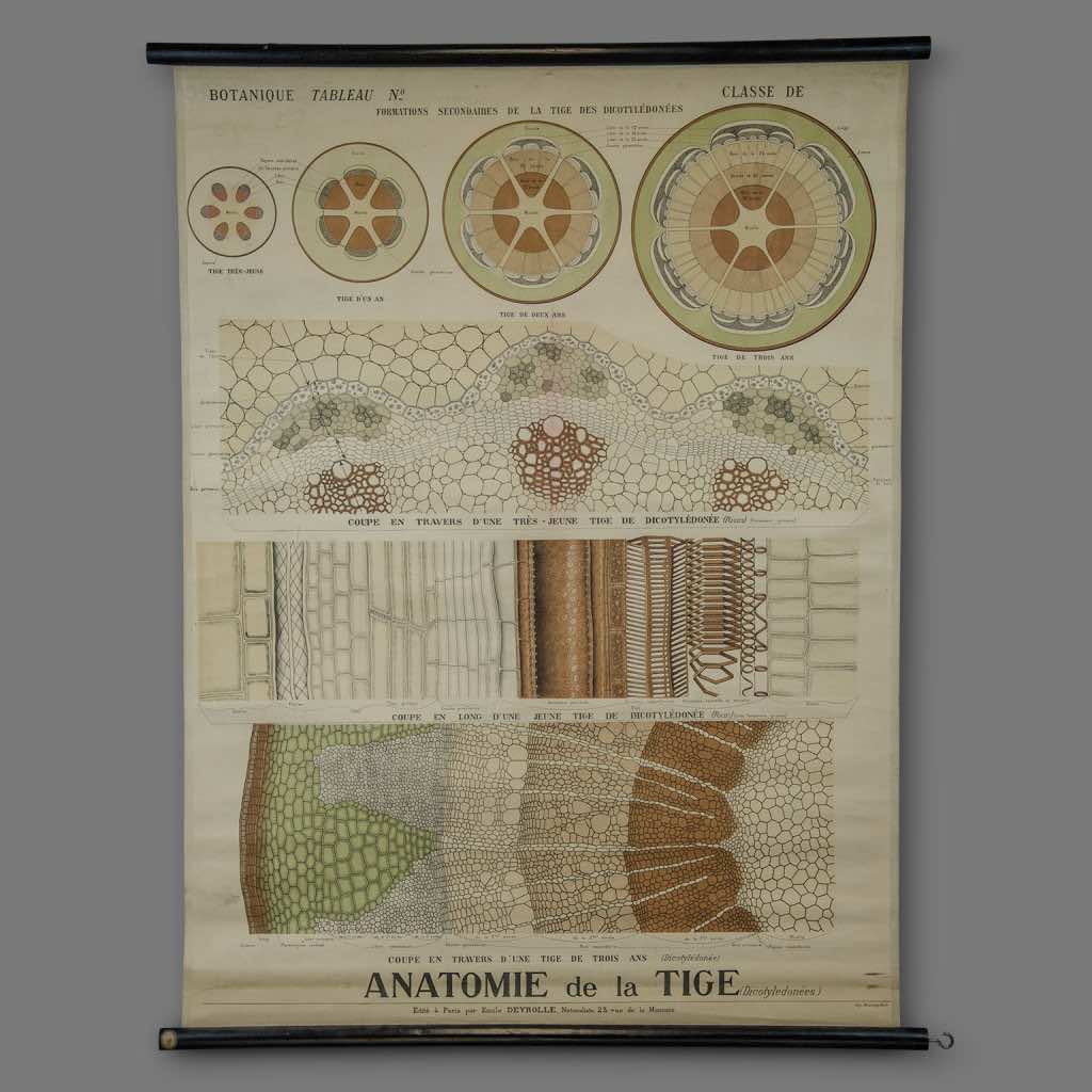 Botany Chart from Maison Deyrolle, End of XIXth Century