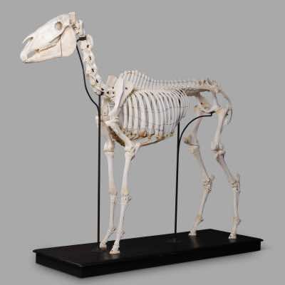 Horse Skeleton, Museum Mounting