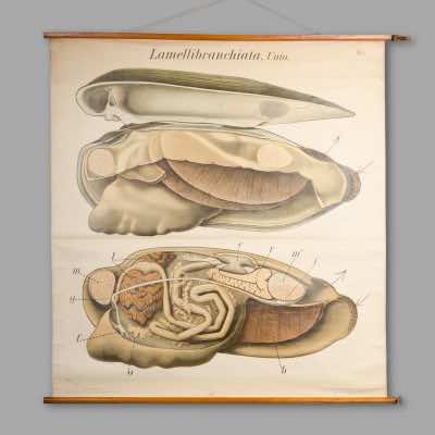 Planche didactique de zoologie du Dr Paul Pfurtscheller