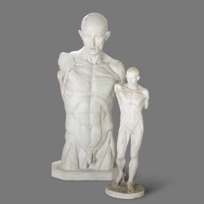 Two Skinned Anatomic Plaster Models after Houdon