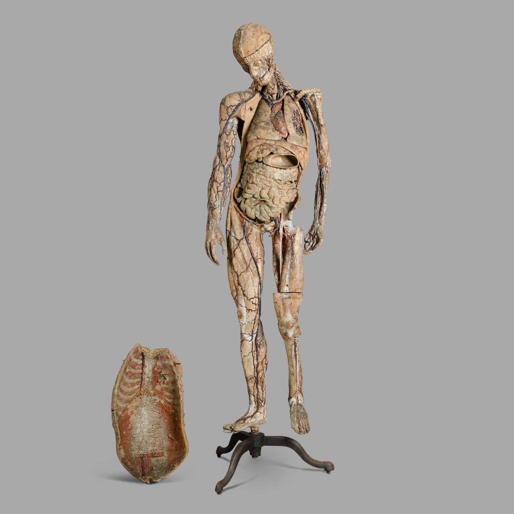 Dr.Auzoux’s Full Sized Human Anatomical Model