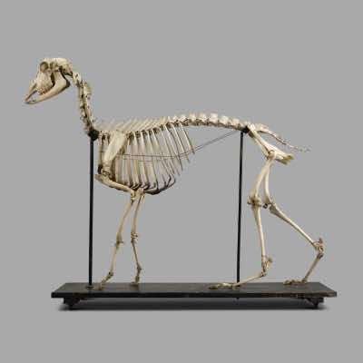 Ewe Skeleton, Museum Montage around 1880