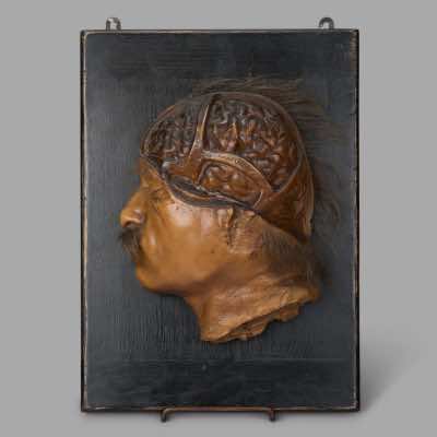 Anatomical Wax Model, circa 1880