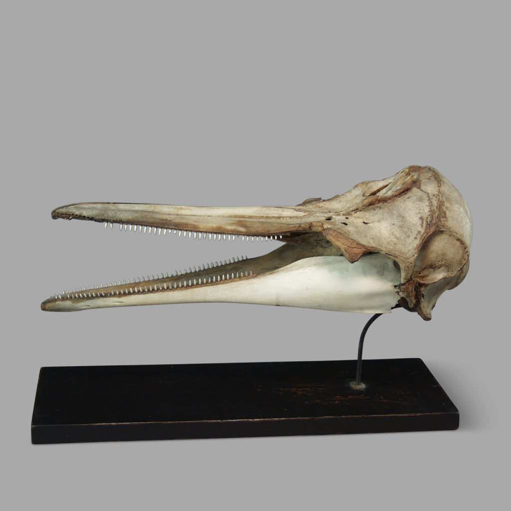 Dolphin Skull, XIXth Century Museum Montage