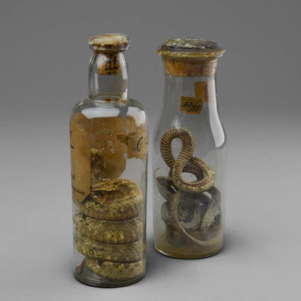 Preserved Snakes in Jar