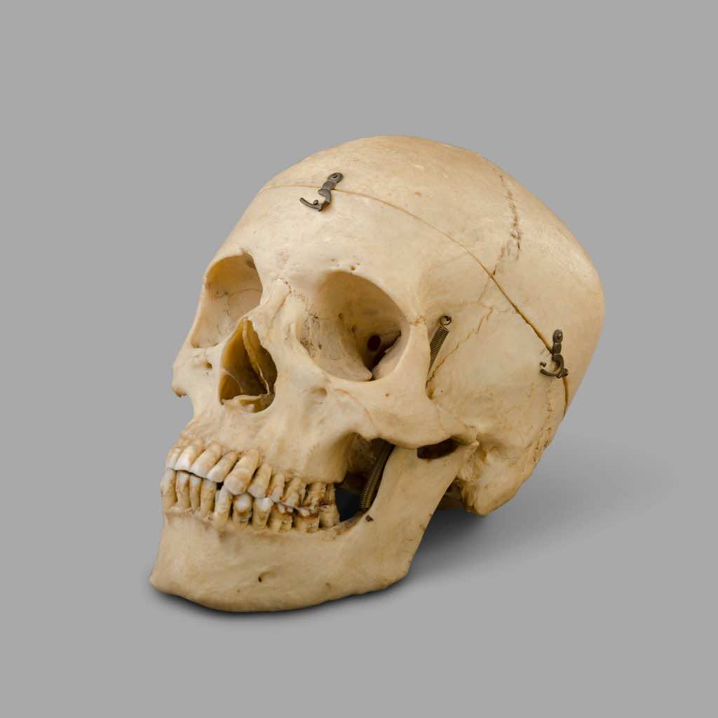 Anatomical Study Skull, beginning of the XXth C.
