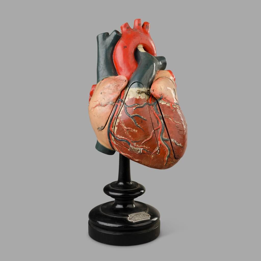 Dr Benninghover & Sommer Heart Model, C. 1880