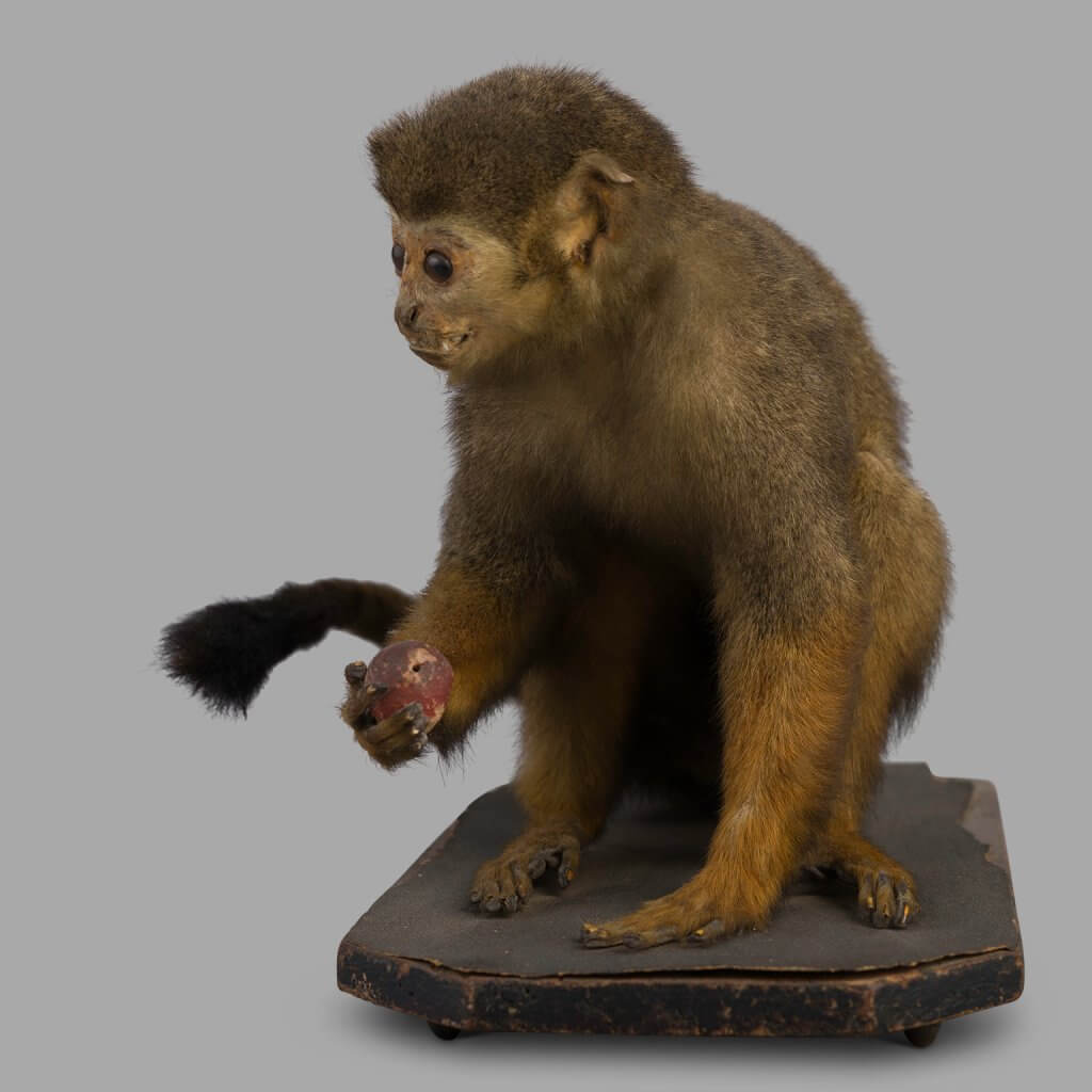 XIXth Century Little Stuffed Monkey, Museum Montage