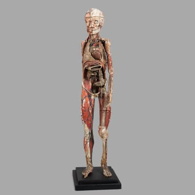Dr Auzoux Small Anatomical Model, c.1880. Incomplete