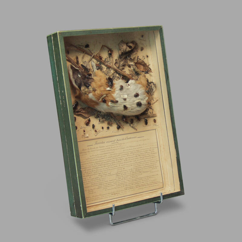 Entomology Box "Living Insects on Carcass" - Image 4