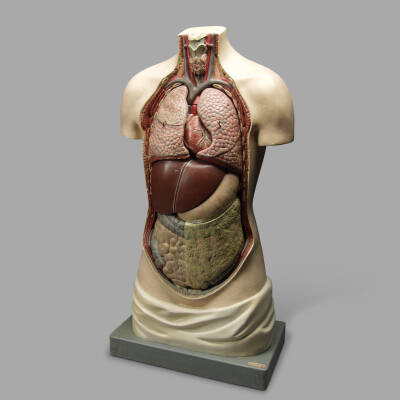 Anatomical Painted Plaster Model, Around 1930