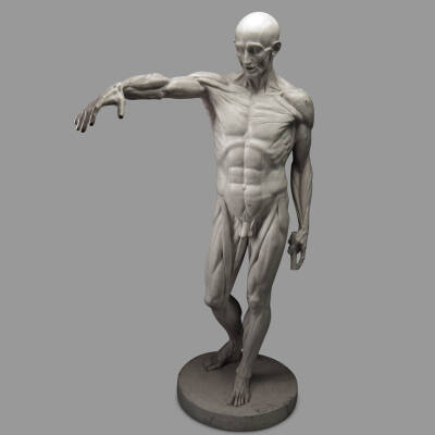 Houdon’s Flayed Model (resin reproduction)