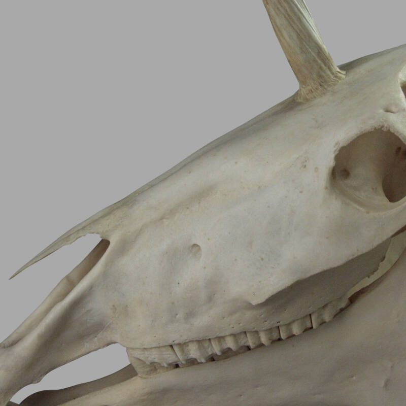 Unicorn Skull - Image 4