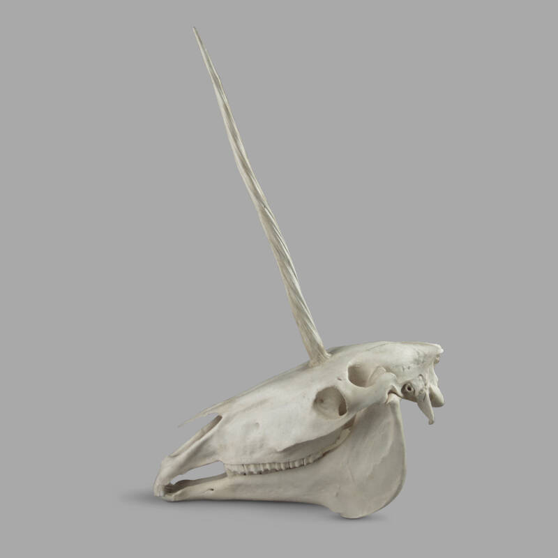 Unicorn Skull - Image 2