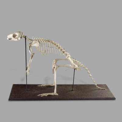 Wallaby Skeleton, Museum Montage